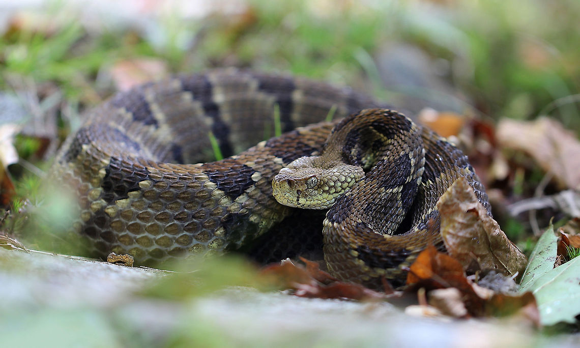 Timber Rattlesnake Length approximately 120 cm. Venomous pit viper endemic to eastern North America. This beautiful specimen seen in south-west Pennsylvania on a forest floor with rocky spread setting.  Crotalus horridus,Geotagged,North America,Squamata,Summer,Timber Rattlesnake,Timber rattlesnake,USA,United States,Venomous,Viperidae,fauna,pennsylvania,pit viper,rattlesnake,reptile,snake