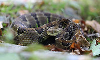 Timber Rattlesnake Length approximately 120 cm. Venomous pit viper endemic to eastern North America. This beautiful specimen seen in south-west Pennsylvania on a forest floor with rocky spread setting. Crotalus horridus,Geotagged,North America,Squamata,Summer,Timber Rattlesnake,Timber rattlesnake,USA,United States,Venomous,Viperidae,fauna,pennsylvania,pit viper,rattlesnake,reptile,snake
