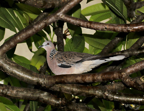 Spotted Turtle Dove Native to Eastern Asia, introduced to this country in the 1880's.

Caught out in a sudden downpour, I ran for cover under Plumeria alba Frangipani and it made me smile when I was joined by a very pretty Spotted Turtle-dove, perhaps also seeking shelter.  

30 cm length Australia,Columbidae,Columbiformes,Fall,Geotagged,Spilopelia chinensis,Spotted Dove,Spotted dove,Streptopelia chinensis,bird,fauna,pigeon,spotted turtle-dove