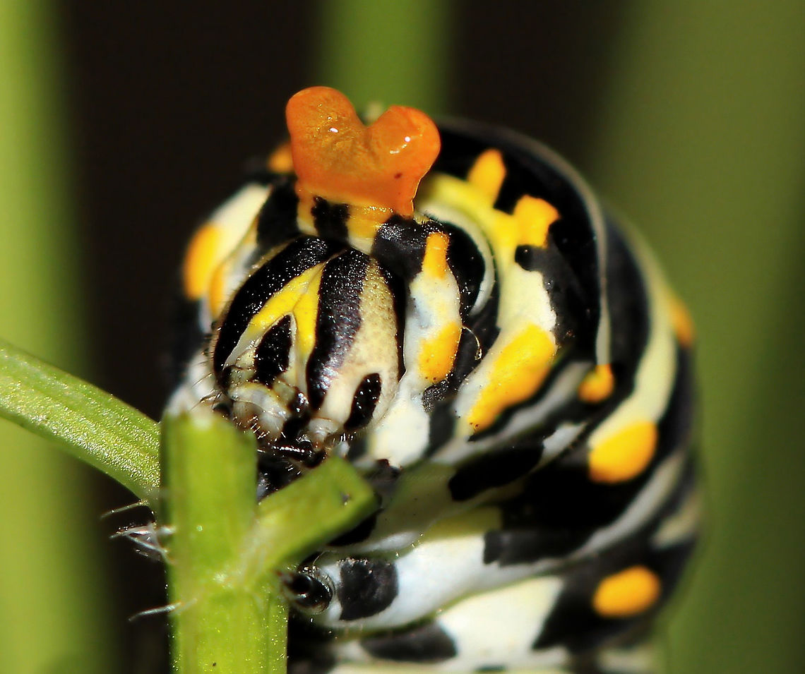 Caterpillar Defence Black Swallowtail caterpillar showing orange osmeterium partly everted - the defensive organ found in all stages of growth of papilionid larvae. It is everted when the larva feels threatened, perhaps as I had the macro lens a little too close!<br />
The everted organ resembles a fleshy forked tongue not unlike a snake tongue and this along with the large eye like spots on the body might be used to startle birds and small reptiles.<br />
<br />
<br />
 Black Swallowtail,Caterpillar,Eastern Black Swallowtail Caterpillar,Geotagged,Lepidoptera,Macro,North America,Papilio polyxenes,Papilionidae,Summer,USA,United States,butterfly larva,fauna,osmeterium,pennsylvania