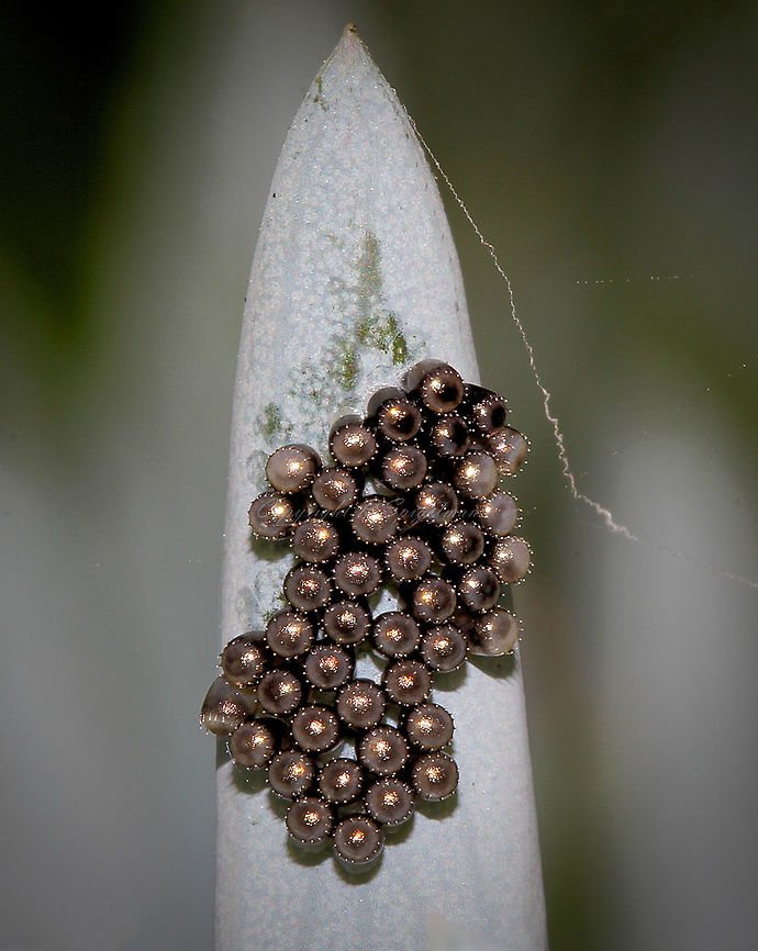 Pentatomid Eggs Spring arrived October last year and with it a delightful find for me...a collection of silver Pentatomidae eggs at the tip of a Blue Chalk Stick succulent (complete with trailing spider silk!). <br />
Each egg just 2 mm in width.<br />
The Pentatomids are known as Stink Bugs or Shield Bugs. These insects are frequently found in large numbers on crops and weeds.  Australia,Eggs,Geotagged,Hemiptera,Insect Eggs,Macro,Pentatomidae,Senecio,Spring,heteroptera,shiny,true bug