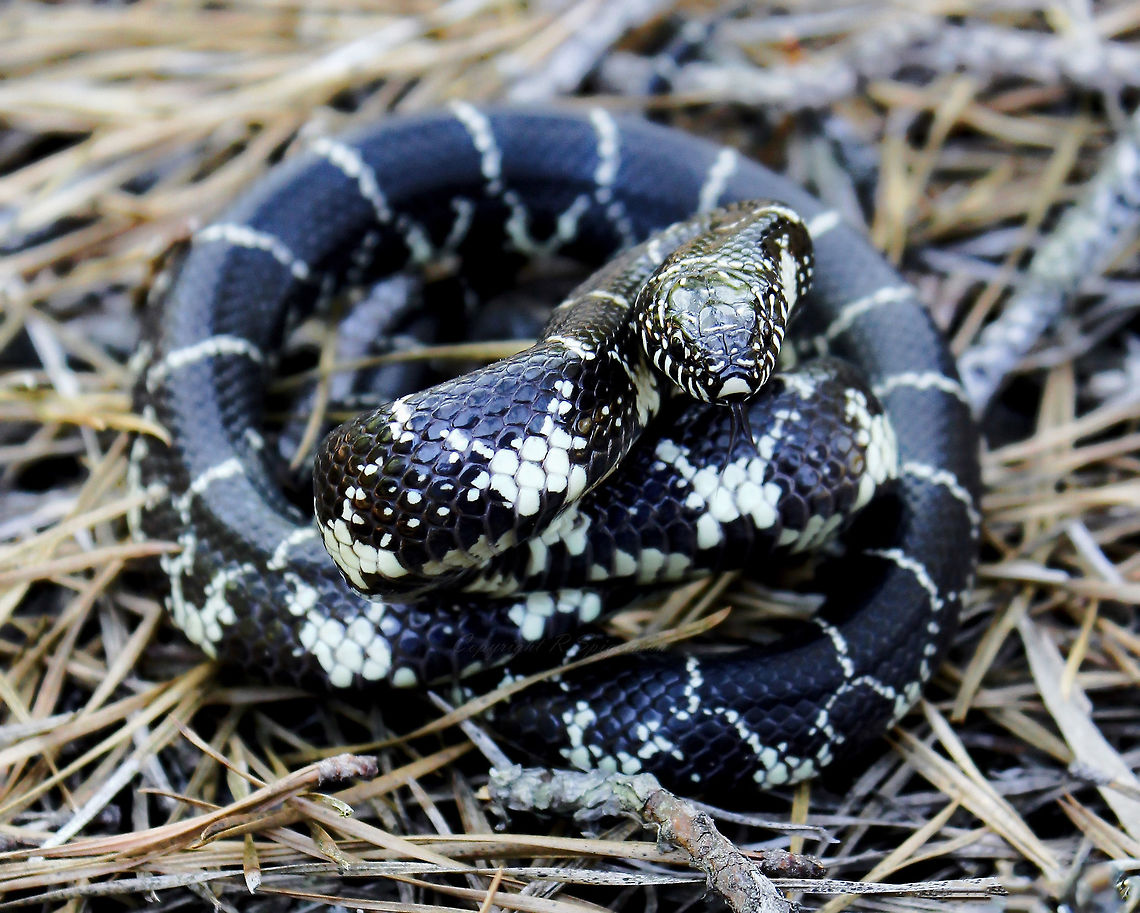 Eastern Kingsnake 90 cm in length. Shiny black with white coloured rings. Dorsal surface of body more black than white. Scales smooth.<br />
This specimen seen in the Pine Barrens, New Jersey.  Colubridae,Geotagged,Lampropeltis getula,North America,Spring,Squamata,The Pine Barrens,USA,United States,fauna,getula,kingsnake,new jersey,reptile,snake