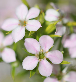Breath of Heaven Breath of Heaven, also known as Confetti Bush is a lovely garden plant growing in a round tidy form with masses of tiny, pink flowers - each flower just a few mm in diameter. Both the flowers and foliage have a delightful citrus scent.
The cultivar in my garden seen here is Sunset Gold, a dwarf form reaching just 50 cm in height. 
Native to South Africa. Coleonema,Coleonema pulchellum,Diosma,Flora,Garden,Macro,Pink,Rutaceae,Sapindales,Shrub,botany,breath of heaven,coleonema pulchellum,confetti bush,flora,flower,pink flowers,plant