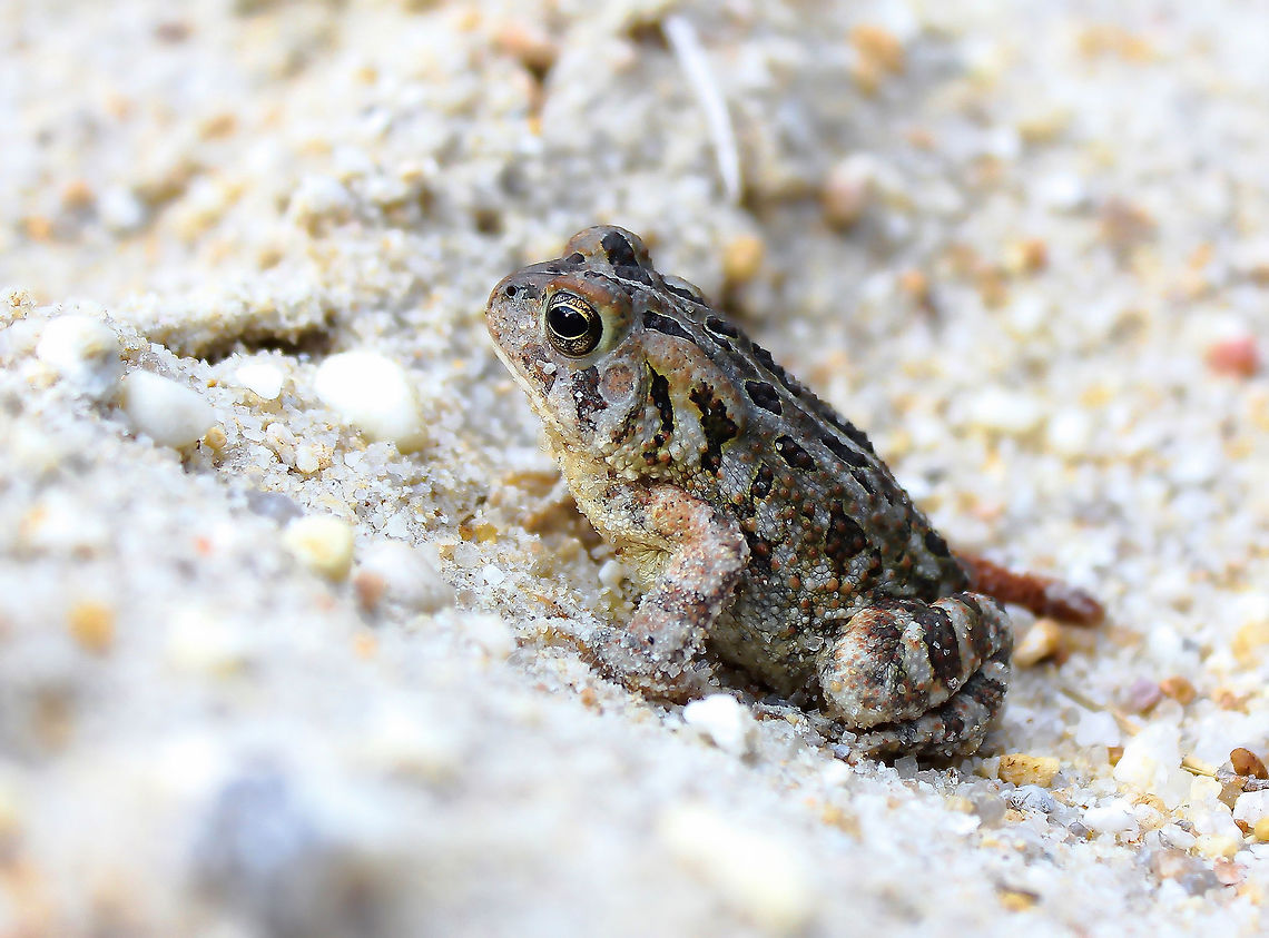 Fowler's Toad Native to North America, occurring in much of the eastern USA and parts of adjacent Canada. This one seen in the Pine Barrens, NJ. Body length 7 cm.  Anaxyrus fowleri,Anura,Bufonidae,Fowler's Toad,Fowler's toad,Geotagged,North America,Spring,The Pine Barrens,Toad,USA,United States,Vertebrate,amphibian,animal,fauna