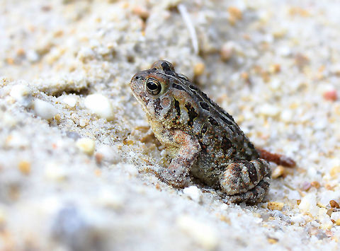 Fowler's Toad Native to North America, occurring in much of the eastern USA and parts of adjacent Canada. This one seen in the Pine Barrens, NJ. Body length 7 cm.  Anaxyrus fowleri,Anura,Bufonidae,Fowler's Toad,Fowler's toad,Geotagged,North America,Spring,The Pine Barrens,Toad,USA,United States,Vertebrate,amphibian,animal,fauna