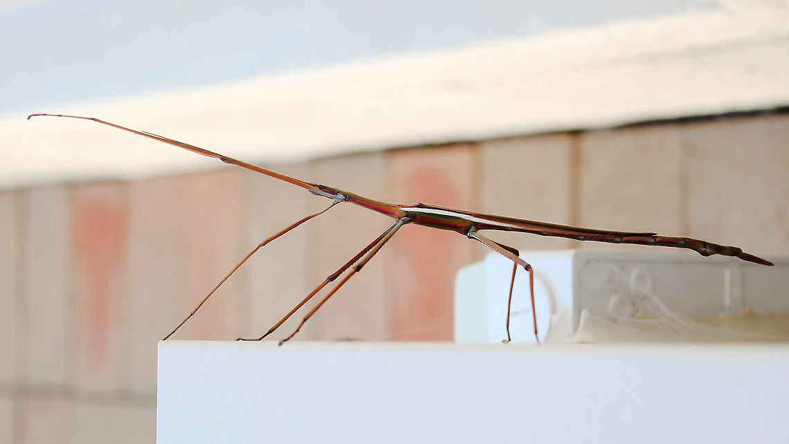 Children's stick insect Natural habitat - heaths and woodlands, (coastal and inland) and open eucalyptus forests. This character found its way to my house as I live opposite a forest. Feeds on eucalyptus leaves. <br />
<br />
The front left leg is lifted here, in line with the antennae.<br />
<br />
Male, 13 cm length Australia,Children's stick insect,Geotagged,Macro,Phasmatodea,Stick insect,Summer,Tropidoderus childrenii,arthropod,fauna,insect,invertebrate,new south wales,phasmatidae