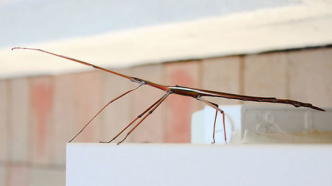 Children's stick insect Natural habitat - heaths and woodlands, (coastal and inland) and open eucalyptus forests. This character found its way to my house as I live opposite a forest. Feeds on eucalyptus leaves. 

The front left leg is lifted here, in line with the antennae.

Male, 13 cm length Australia,Children's stick insect,Geotagged,Macro,Phasmatodea,Stick insect,Summer,Tropidoderus childrenii,arthropod,fauna,insect,invertebrate,new south wales,phasmatidae