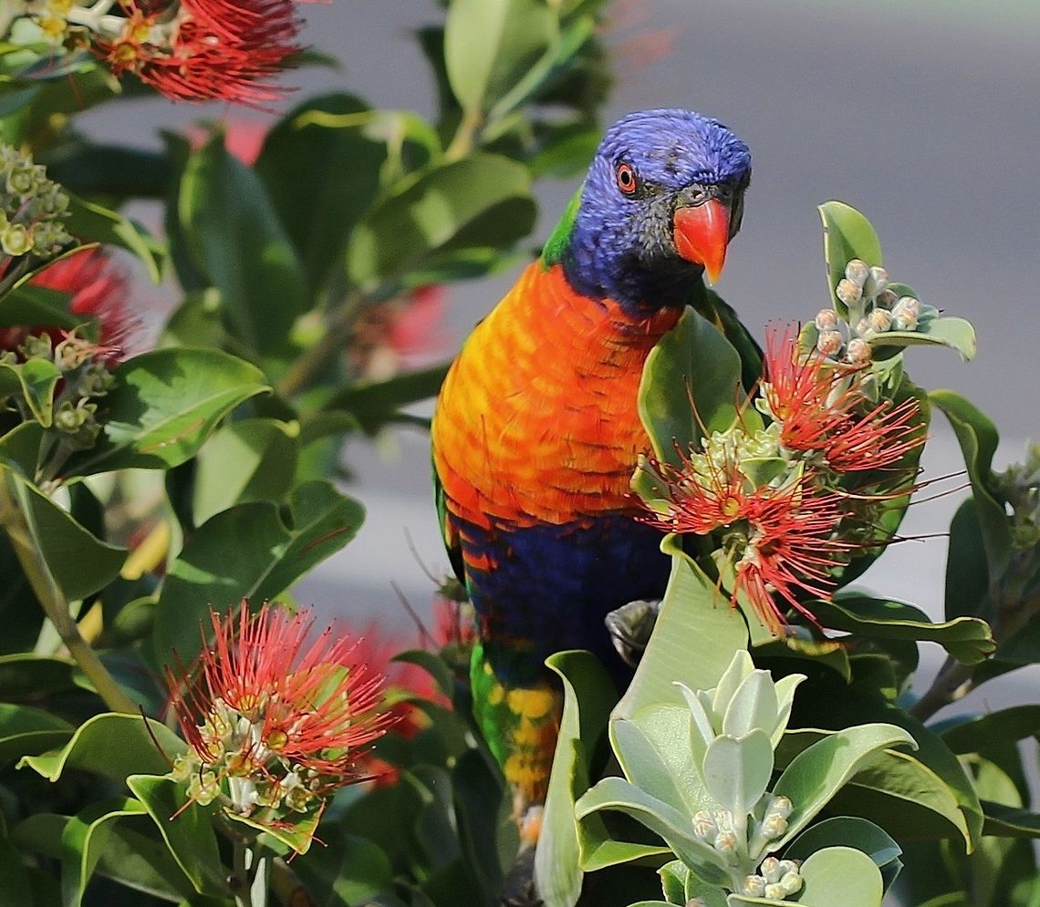 Rainbow Lorikeet A species of parrot native to this country. Habitat preferred is rainforest, coastal bush and woodland areas along the east coast from Queensland down to South Australia. Frequent visitors to my garden as seen here, feeding  on Metrosideros thomasii. <br />
<br />
25 cm  length Australia,Geotagged,Lorikeet,Psittaciformes,Psittaculidae,Rainbow Lorikeet,Spring,Trichoglossus moluccanus,fauna,new south wales,parrot,plumage
