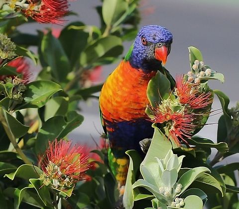 Rainbow Lorikeet A species of parrot native to this country. Habitat preferred is rainforest, coastal bush and woodland areas along the east coast from Queensland down to South Australia. Frequent visitors to my garden as seen here, feeding  on Metrosideros thomasii. 

25 cm  length Australia,Geotagged,Lorikeet,Psittaciformes,Psittaculidae,Rainbow Lorikeet,Spring,Trichoglossus moluccanus,fauna,new south wales,parrot,plumage