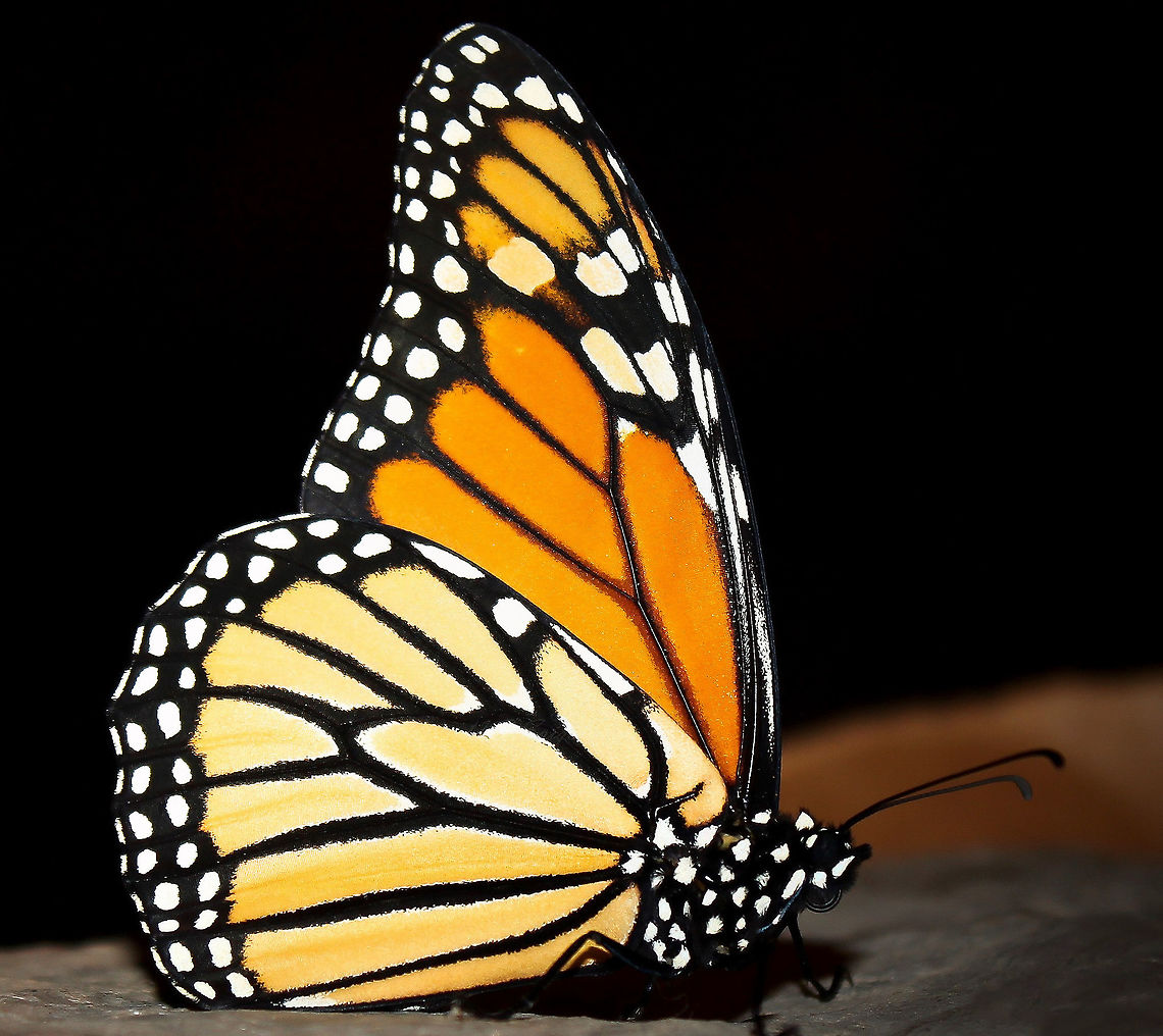 Australian Wanderer The Wanderer (Monarch in the Northern Hemisphere), has been present in this country since the 1870's. The species can be found in eastern and southern Australia - from Queensland, down through New South Wales and in to South Australia. The species makes limited migratory movements in cooler areas. <br />
<br />
Wingspan 7 cm. <br />
<br />
This one seen in the Royal Botanic Gardens, Sydney.  Australia,Butterfly,Danaus plexippus,Geotagged,Lepidoptera,Macro,Monarch butterfly,Nymphalidae,Summer,Wanderer,fauna,insect,invertebrate