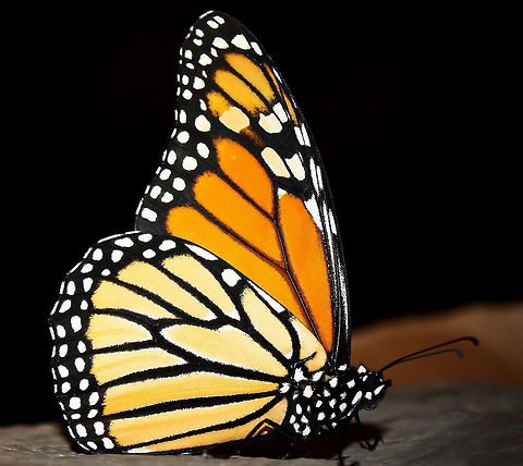 Australian Wanderer The Wanderer (Monarch in the Northern Hemisphere), has been present in this country since the 1870's. The species can be found in eastern and southern Australia - from Queensland, down through New South Wales and in to South Australia. The species makes limited migratory movements in cooler areas. 

Wingspan 7 cm. 

This one seen in the Royal Botanic Gardens, Sydney.  Australia,Butterfly,Danaus plexippus,Geotagged,Lepidoptera,Macro,Monarch butterfly,Nymphalidae,Summer,Wanderer,fauna,insect,invertebrate