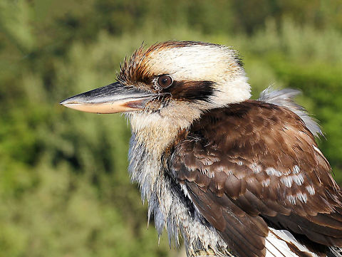 Kookaburra A large robust terrestrial kingfisher at 45 cm length with a whitish head and a dark eye-stripe. The upper parts are mostly dark brown but there is a mottled light-blue patch on the wing coverts. The underparts are white and the tail is barred with rufous and black. The plumage of the male and female birds is similar. The territorial call is a distinctive laugh that is often delivered by several birds at the same time and can be quiet deafening!  Alcedinidae,Australia,Coraciiformes,Dacelo novaeguineae,Geotagged,Halcyoninae,Kingfisher,Laughing Kookaburra,bird,fauna,new south wales,terrestrial kingfisher