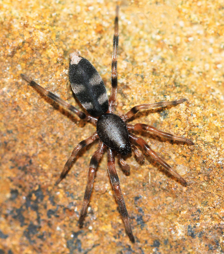 White-tail on the run A bonny little White-tail....vagrant hunters seeking out prey rather than spinning a conventional web - their preferred prey is other spiders, especially Badumna insignis. <br />
<br />
Much hysteria regarding bites from these spiders. Research has shown this venom does not cause cell death - necrosis more likely to be caused by infection. Isbister and Gray (2003). <br />
<br />
18 mm body length Araneae,Australia,Lampona,Lamponidae,Macro,Spider,White-tailed spider,arachnid,arthropod,fauna,invertebrate,new south wales