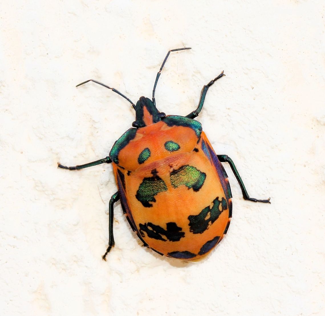 Hibiscus harlequin bug Adult females are mostly orange and males are both blue with red or orange..the colours are quite variable.<br />
These true bugs with sucking mouth parts feed on many species of the family Malvaceae, as well as cultivated cotton. They will also chow down on Illawarra flame tree flowers, Grevillea and bottlebrush saplings. <br />
<br />
20 mm body length <br />
 Australia,Hibiscus Harlequin Bug,Macro,Scutelleridae,Tectocoris diophthalmus,fauna,hemiptera,insect,invertebrate,jewel bug,metallic shield bug,stink bug,true bug