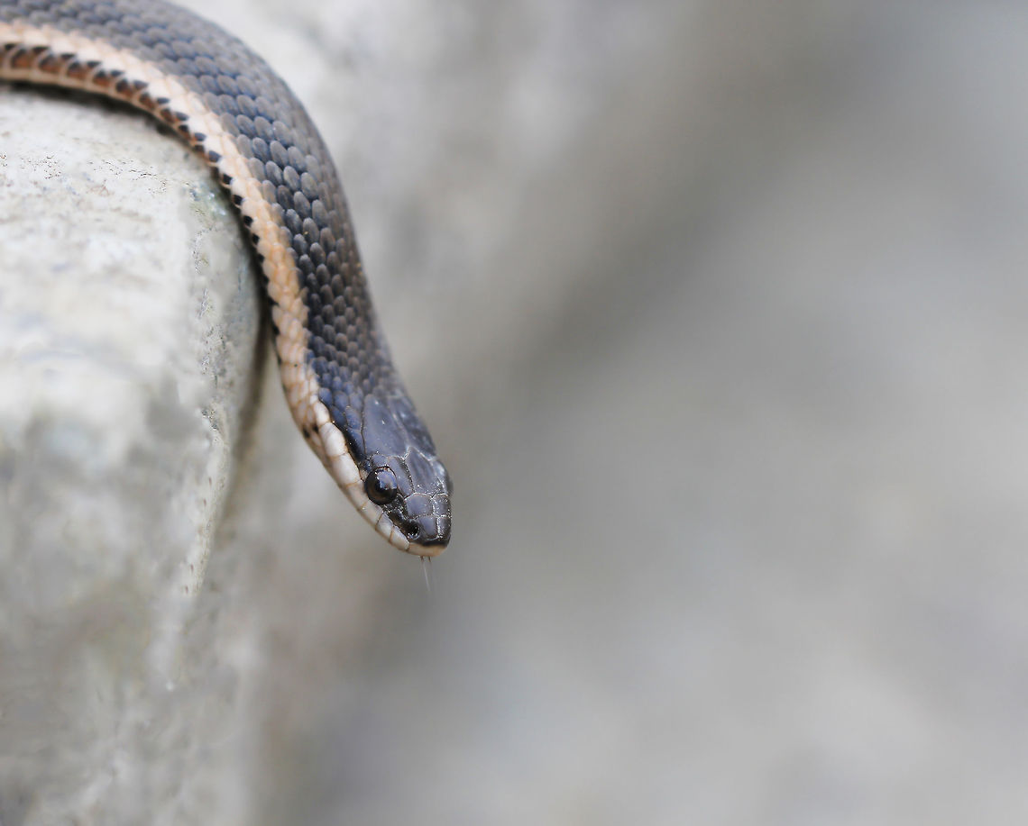 Queen snake Seen making its way between rocks on the edge of the Youghiogheny River, a pretty little Queen snake scents the air whilst keeping a wary eye on me. 50 cm length.<br />
<br />
<br />
 Colubridae,Geotagged,Macro,North America,Pennsylvania,Queen Snake,Regina septemvittata,Squamata,USA,Vertebrate,fauna,queen snake,reptile,snake
