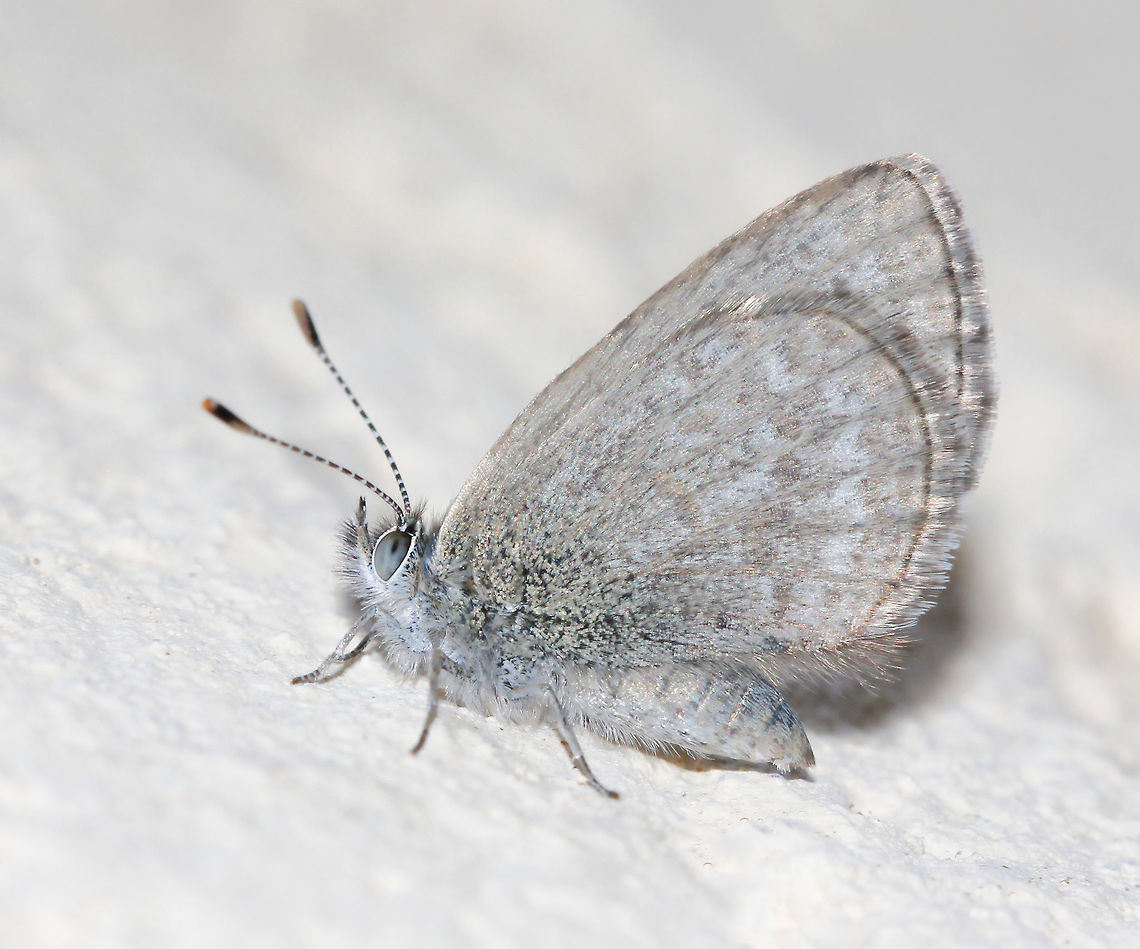 Lesser grass blue These pretty and tiny little butterflies are often seen flitting quickly through gardens and fields. The upper surfaces of the wings are coloured a delicate, dusky blue. <br />
<br />
This is specifically Zizina otis subspecies labradus.<br />
<br />
Examples of preferred plants for feeding...emu foot (Cullen tenax), garden peas (Pisum sativum), and clover (Trifolium species). <br />
<br />
Very skittish in nature and fast flyers, this one photographed in repose on a wall and is my first butterfly sighting of the season. Perhaps it was a little cold.<br />
<br />
Wing diameter 20 mm. Australia,Butterfly,Lepidoptera,Lesser grass blue,Lycaenidae,Macro,Zizina otis,Zizina otis labradus,fauna,insect,invertebrate,new south wales