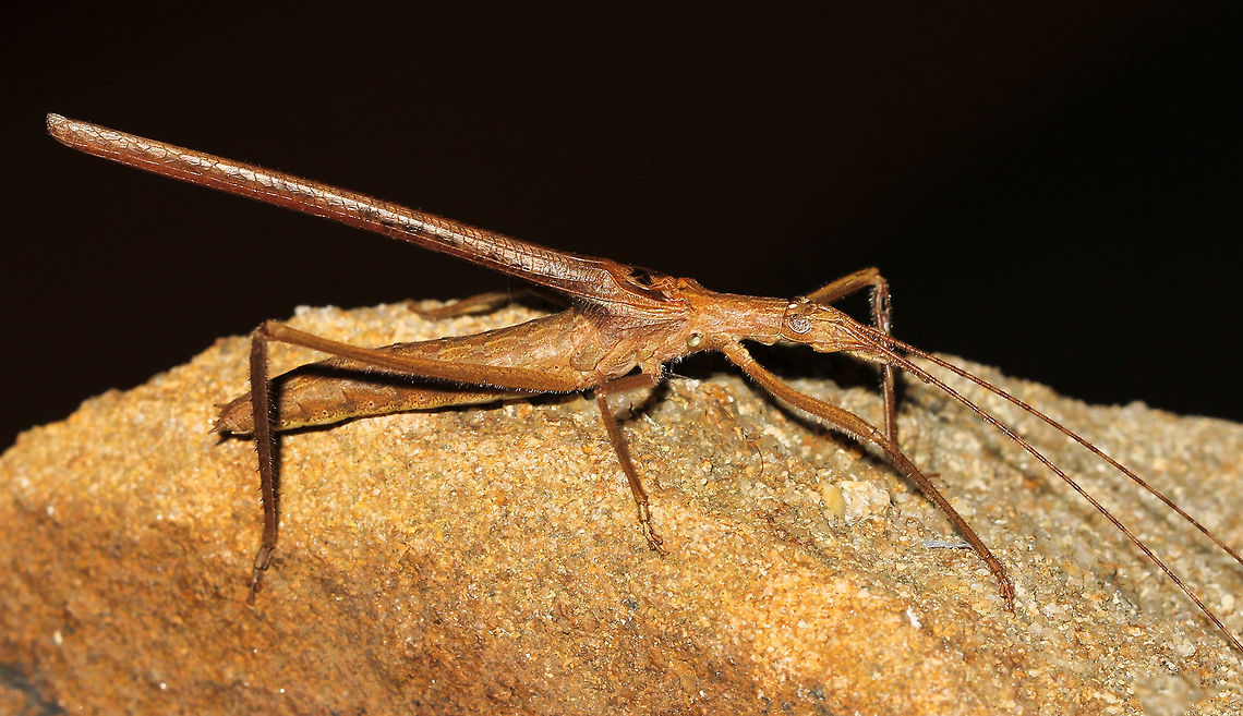 Twig-mimicking katydid During an evening walk, I came upon this awesome creature resting on a sandstone wall which obviously rendered its superb mimicry redundant at that moment! These katydids are nocturnally active, feeding on the nectar of flowering trees and shrubs. <br />
I had to sacrifice some antennae length in the shot to keep detail. They were insanely long, over twice the length of the body. Approx' 4cm body length. Australia,Geotagged,Macro,Night,Orthoptera,Spring,Tettigoniidae,Zaprochilus australis,fauna,insect,invertebrate,katydid,mimicry,new south wales,twig-mimicking katydid