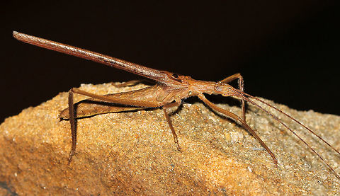 Twig-mimicking katydid During an evening walk, I came upon this awesome creature resting on a sandstone wall which obviously rendered its superb mimicry redundant at that moment! These katydids are nocturnally active, feeding on the nectar of flowering trees and shrubs. 
I had to sacrifice some antennae length in the shot to keep detail. They were insanely long, over twice the length of the body. Approx' 4cm body length. Australia,Geotagged,Macro,Night,Orthoptera,Spring,Tettigoniidae,Zaprochilus australis,fauna,insect,invertebrate,katydid,mimicry,new south wales,twig-mimicking katydid