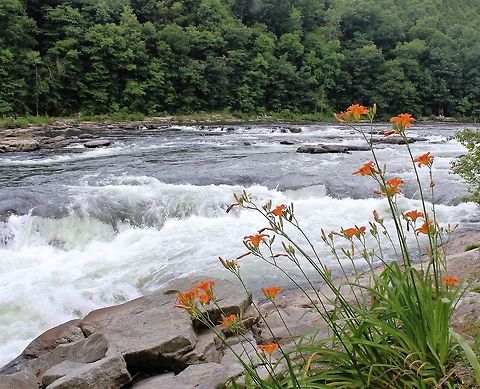 Hemerocallis fulva by Youghiogheny River A vibrant and eye catching native to Asia, Hemerocalis fulva is now established in natural areas of North America. This grouping seen on the banks of the Youghiogheny River in Ohiopyle State Park in Pennsylvania. 1.2 m in height Asparagales,Asphodelaceae,Flora,Geotagged,Hemerocallis fulva,North America,botany,flora,lily,orange flower,pennsylvania,plant