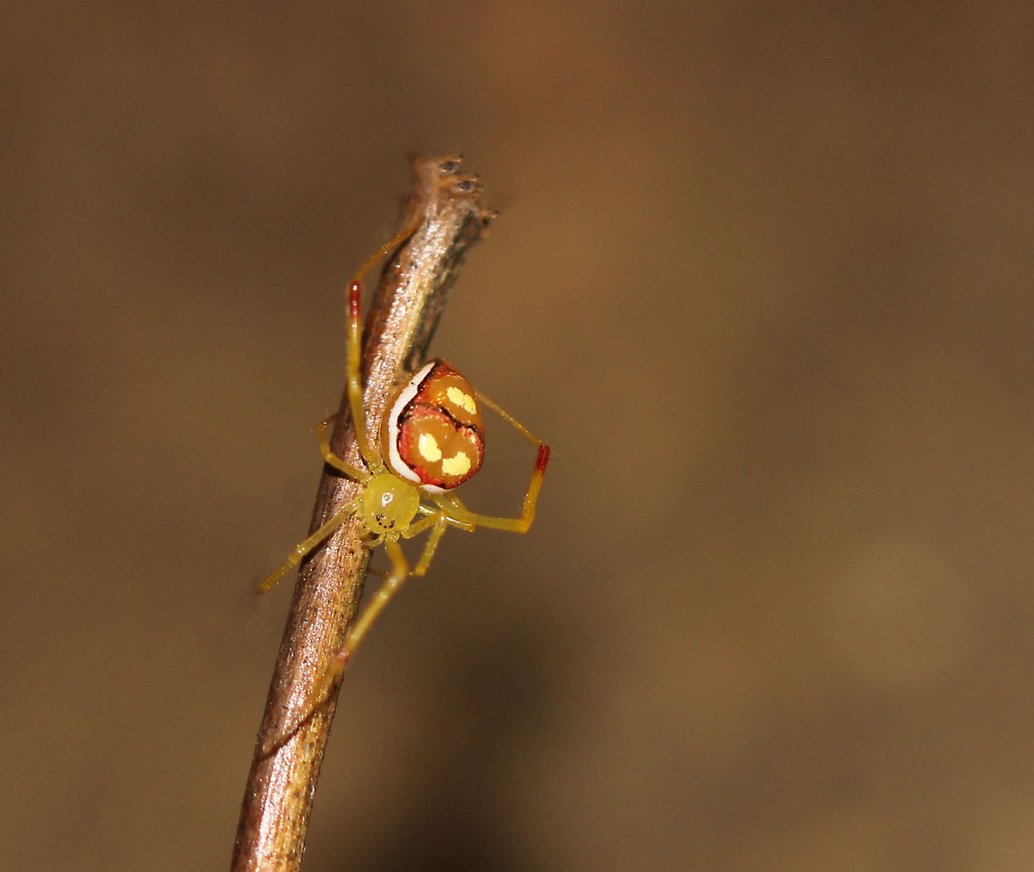 Spintharus flavidus A beautiful little spider...red, orange and yellow colouration with distinct abdominal markings. Found from the north east USA down to Brazil. This specimen seen in woodland. 7mm body length.<br />
<br />
 Araneae,Geotagged,Macro,North America,Spider,Spintharus flavidus,Theridiidae,USA,arachnid,fauna,invertebrate,pattern,pennsylvania,spintharus flavidus