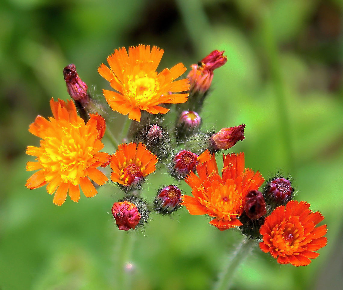 Orange Hawkweed Orange Hawkweed is a plant with truly beautiful, bright little blooms. Flowers are yellow, orange or red and may be solitary or in a cluster. Each flower is approx&#039; 20 mm in diameter when fully opened. It is a non-native in North America and despite the beauty, has noxious weed status in 5 states. Its origins are in Europe and it stands approx&#039; 50 cm in height. Asteraceae,Asterales,Devil's Paintbrush,Geotagged,Macro,North America,Orange hawkweed,Pilosella aurantiaca,USA,botany,flora,flower,orange flowers,plant