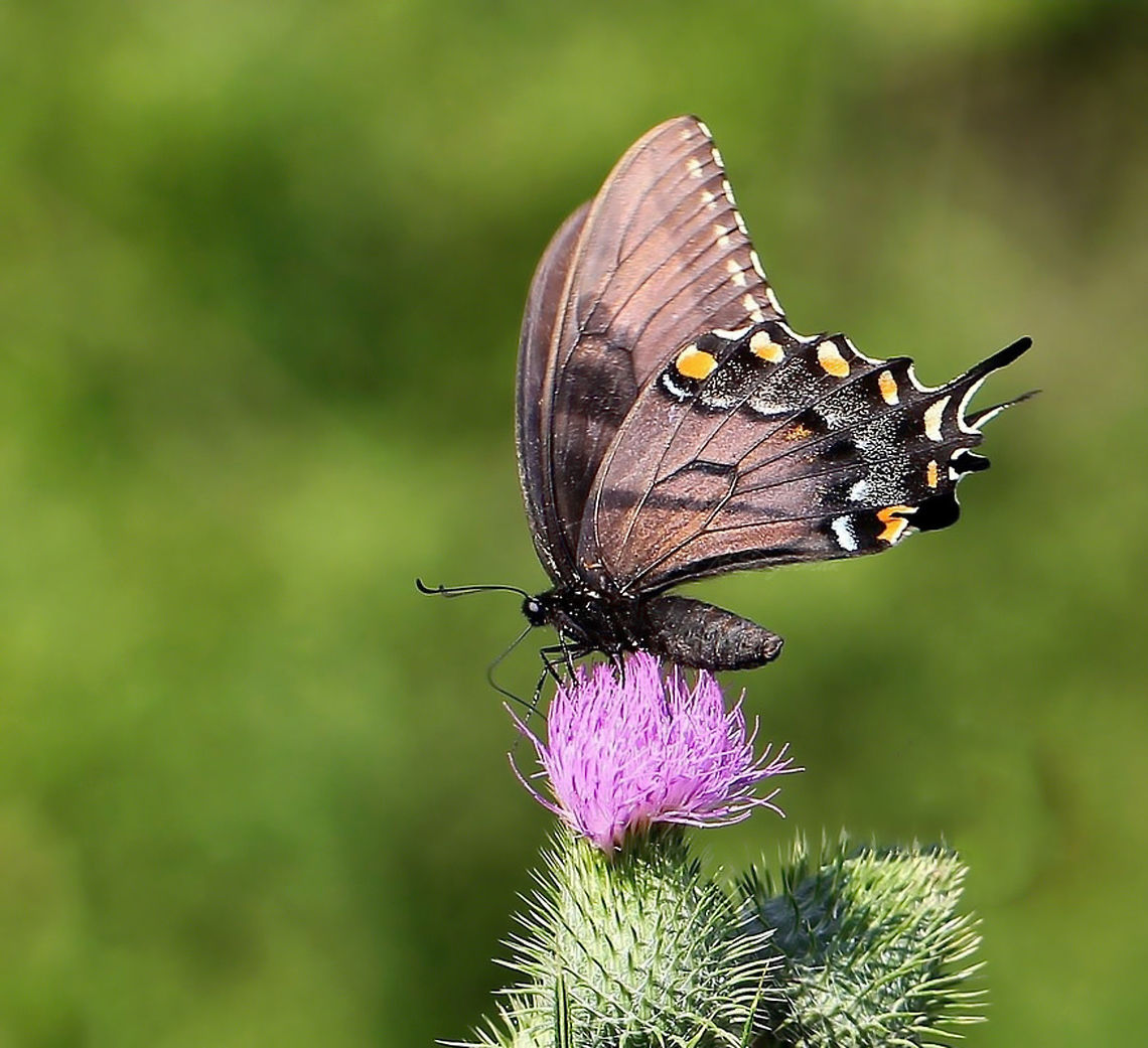Eastern Tiger Swallowtail Dark Morph Lovely to watch this female making her way across an open field. I captured an image as she fed from a thistle flower. <br />
In the dark morph as seen here, the areas that are normally yellow on the upper wing, are replaced with dark grey or black. Wingspan 12 cm. <br />
 Butterfly,Eastern Tiger Swallowtail,Geotagged,Lepidoptera,North America,Papilio glaucus,Papilionidae,Pennsylvania,Summer,fauna,insect,invertebrate,pennsylvania