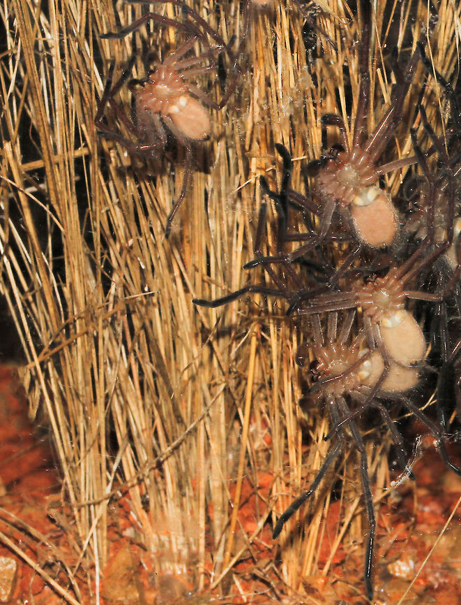 Sociable Delena cancerides Just when you thought Australia couldn&#039;t get any more intriguing, hey - how about....sociable spiders! These arachnids prefer to hang out in groups and co-operate to pool their powers of exploiting resources that would elude a solo player. The colony will take on larger prey, which I think is the driving force behind the sociability. Research has documented birds, bats and very large insects being taken down.<br />
Only 25 or so spider species out of the total 46,000 worldwide behave this way, such as these Huntsman from here in Australia. How cool is that?! A shot of a grouping, in a friend&#039;s private breeding programme. Body length 25 mm Araneae,Australia,Delena cancerides,Geotagged,Macro,Sparassidae,Spider,arachnid,fauna,invertebrate,new south wales
