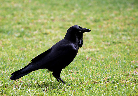 Australian raven