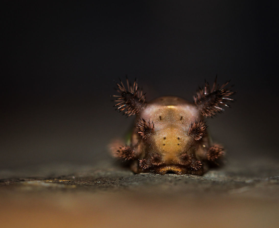 Saddleback caterpillar portrait A face only a mother could love perhaps, or a case of beauty is in the eye of the beholder? Reminds me of a bear or a pig in some ways. Saddleback caterpillar anterior shot of &#039;face&#039;. The venom-tipped urticating spines are embedded along the setae, seen protruding from the tubercles around the head. 15 mm length. Acharia stimulea,Geotagged,Lepidoptera,Macro,Saddleback Caterpillar,USA,fauna,insect,invertebrate,pennsylvania,portrait,summer