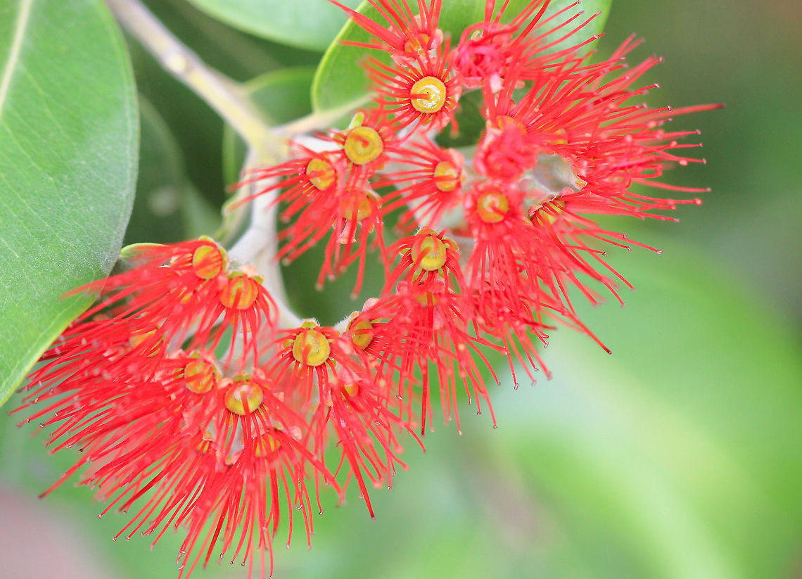 Metrosideros thomasii It&#039;s not officially spring, but it sure feels like it. New Zealand Christmas bush in flower once again, delighting both humans, birds and insects alike. Flame-red fluffy flowers on a very dense shrub, perfect for hedging and windbreaks growing up to 5 m. Thrives in coastal, windy and exposed sites. I have two in my garden, ideal refuge plants for native birds. <br />
 Australia,Geotagged,Macro,Metrosideros thomasii,Myrtaceae,Myrtales,New Zealand Christmas Bush,Shrub,Winter,botany,flora,flower,metrosideros thomasii,plant,red,red flowers