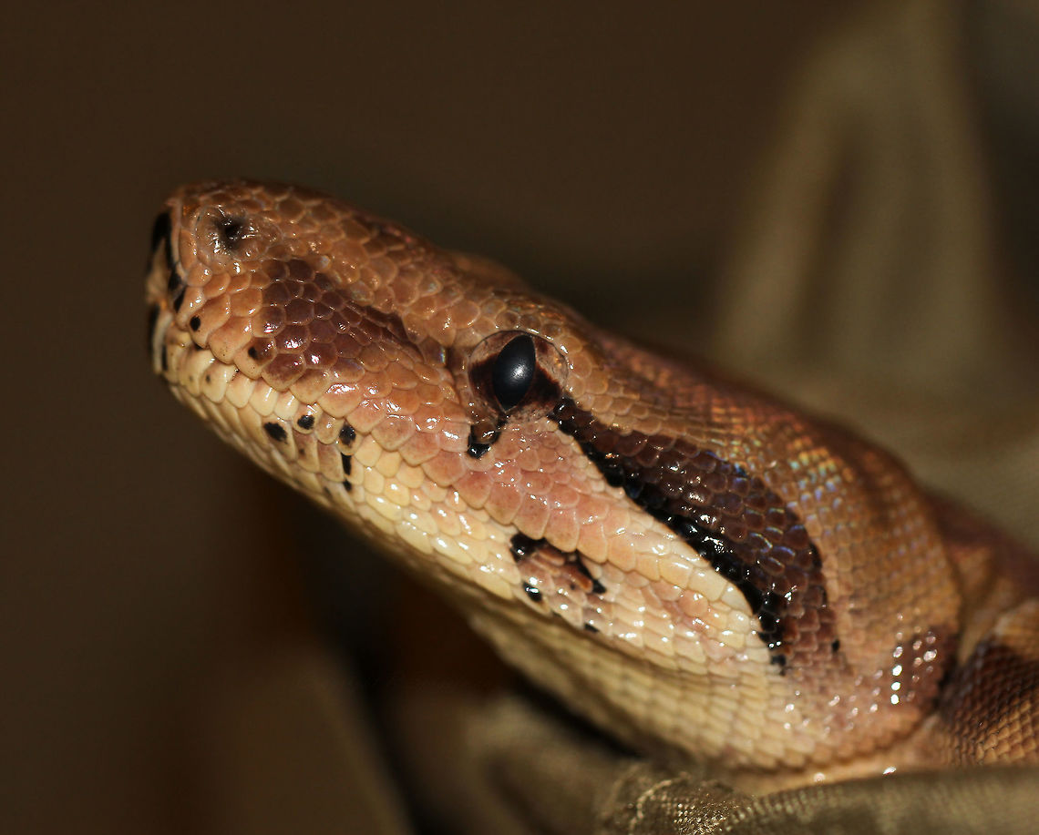 Amelanistic Nicaraguan Boa Captive bred/companion.<br />
<br />
In the wild, this snake is wide-ranging, with animals living in both Central America and northern parts of South America. The appearance can vary greatly depending on the specific locality.<br />
 Boa constrictor imperator,Boidae,Geotagged,Macro,Squamata,Summer,United States,animal,eye,fauna,markings,reptile,scales,snake