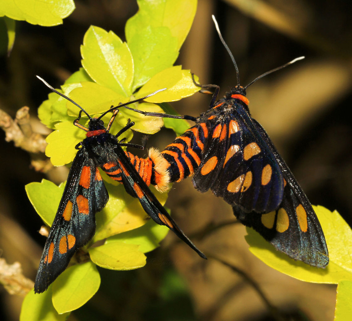 Wasp moth copulation Amata nigriceps mating pair with white tipped antennae clearly seen. Male wingspan 30 mm, female 25 mm. <br />
These dynamic and beautiful little moths can be found from Queensland down through New South Wales.  Amata nigriceps,Australia,Geotagged,Lepidoptera,Moth,Orange,Summer,copulation,fauna,insect,invertebrate,macro,new south wales,stripes,wasp moth