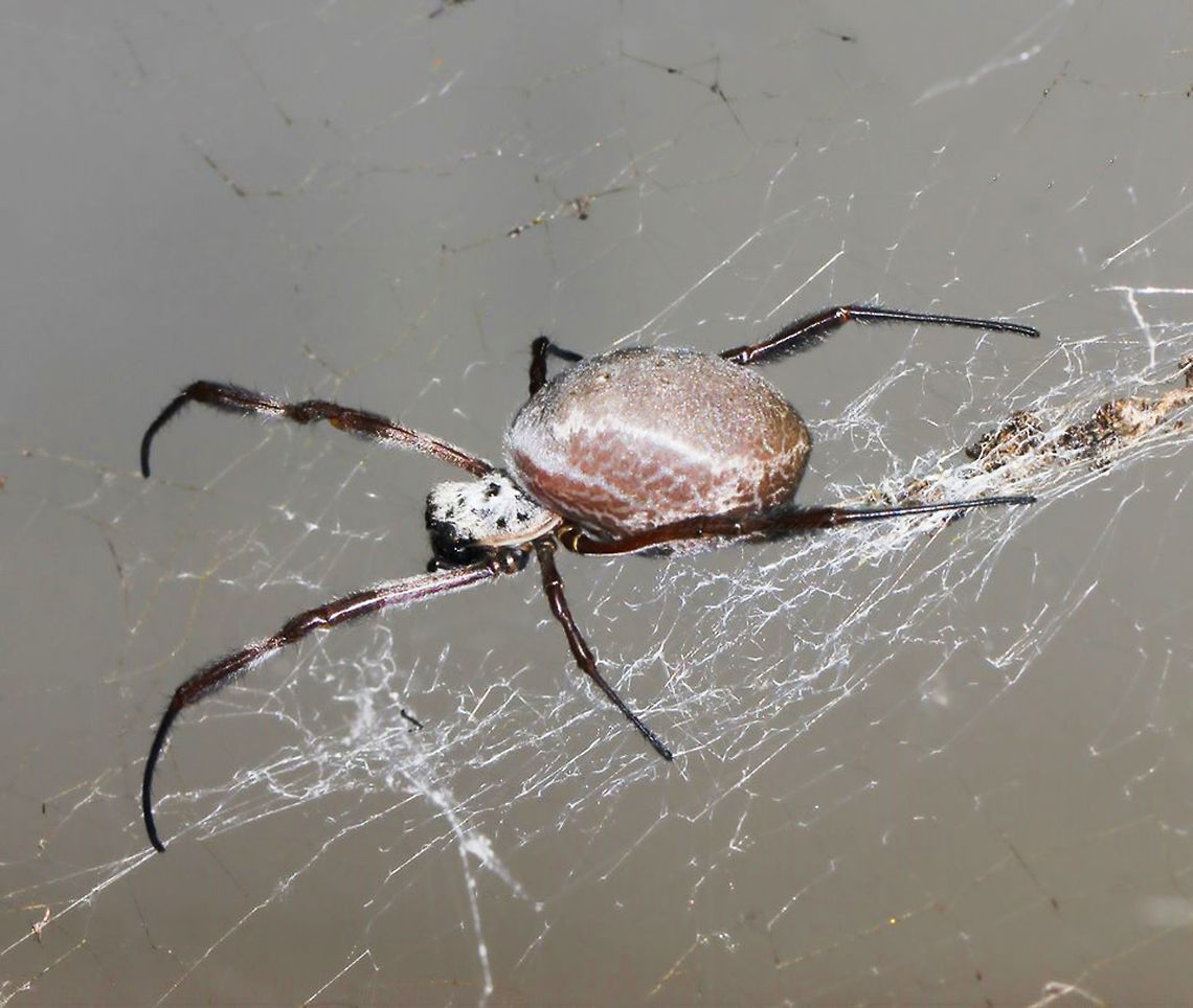 Nephila edulis soldiering on The Australian Golden Orb Weaver; female, gravid...down to six legs but still soldiering on. 35 mm body length.<br />
<br />
NB image has been flipped, she was positioned on her web facing downward Araneae,Araneidae,Australia,Fall,Geotagged,Gravid female,Macro,Nephila edulis,Spider,arachnid,fauna,golden orb weaver,invertebrate,silk