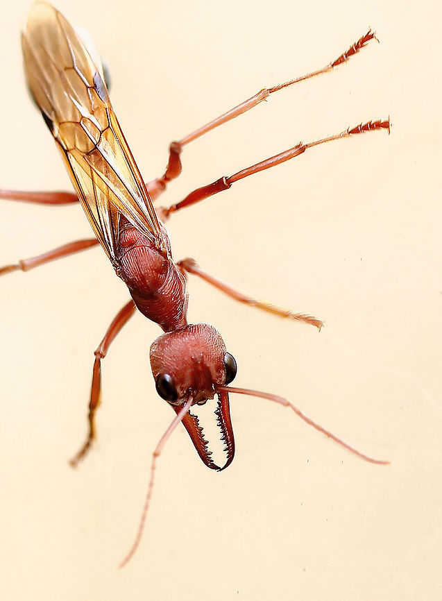 Bull ant blitzkrieg A winged Myrmecia brevinoda showed no fear when our paths crossed during summer, earlier this year. This moment captured as it rushed me at speed while crawling across a window with ease. <br />
Impressively large in size, fast moving and highly alert - these ants have advanced vision and are able to look out for potential threats from a distance of 1 metre. I have a suspicion I was being tracked by this character way before I had spotted it. <br />
The strong claw-like mandibles seen here help them in searching for food, crushing prey and to scare off predators.  Their sting contains extremely potent venom which causes severe pain. <br />
This is either a potential queen or winged male during nuptial flight. <br />
4 cm body length<br />
<br />
<br />
 Australia,Formicidae,Geotagged,Hymenoptera,Macro,Myrmecia,Myrmecia brevinoda,Summer,arthropod,bull ant,bulldog ants,fauna,insect,invertebrate