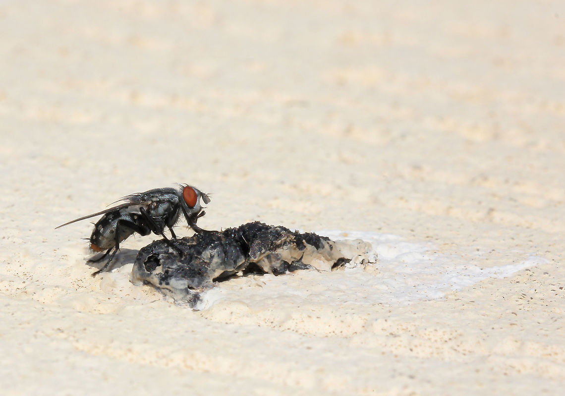 Nutritious and delicious! All part of nature folks...all part of nature! Lapping/sucking mouth parts allow this fly to take in any nutrients that may be present in the bird faeces. This is a fly of family Sacrophagidae and the common name is flesh fly.  <br />
15 mm length Australia,Diptera,Flesh fly,Fly,Geotagged,Macro,Sacrophaga,Sarcophaga bullata,Winter,fauna,insect,invertebrate,sacrophaga,sacrophagidae