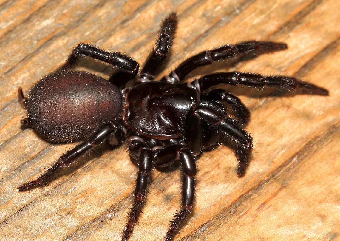 Atrax christenseni One of several shots I took of this female, body length 45 mm. <br />
<br />
UPDATE January 2025: Exciting development in the world of arachnology, and on my doorstep as it were. Seven years ago almost to the day, I came across my first Sydney funnel web. This is the time of year that males will be wandering in search of the females and I&#039;d learned of several very large specimens having been found within a 25km radius of where I live. Scientific examination (gene sequences, in combination with fine morphological detail) has shown that Atrax in this area are indeed a new species and have been named Atrax christenseni. The new species is named in honour of Kane Christensen for his dedication to documenting aspects of funnel web behaviour and collecting specimens for study. So, I have to amend my records of sightings. (Males of this new species can be separated from the Sydney funnel web and the Southern Sydney funnel web by the extra-long palpal tibia and embolus). Sadly, our eight-legged icon is in decline. Loss of habitat and illegal trafficking being cited as probable main causes. For this reason, collection sites were not included in research papers. <br />
<br />
<a href="https://bmcecolevol.biomedcentral.com/articles/10.1186/s12862-024-02332-0" rel="nofollow">https://bmcecolevol.biomedcentral.com/articles/10.1186/s12862-024-02332-0</a> Araneae,Atracidae,Atrax christenseni,Australia,Macro,Mygalomorphae,Newcastle funnel-web spider,Spider,Venomous,arthropod,fauna,invertebrate