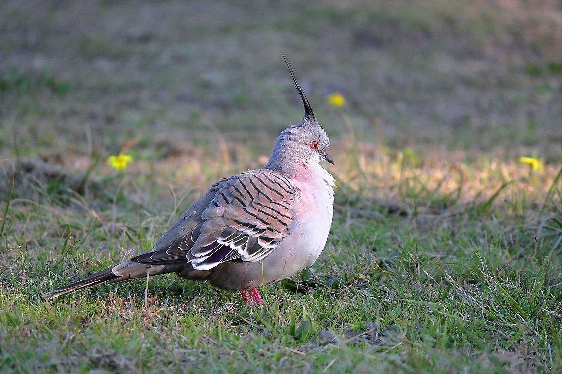 Crested Pigeon The Crested Pigeon has successfully made the transition from an inland bird to an urban bird. Once restricted to arid and semi-arid zones of this country inland - it is now also seen as a feature of our towns and cities. <br />
Their most distinctive behaviour is the beating and whistling sound their wings make when they take off. The sound is produced by the air passing over a modified primary feather on the wing. This could be an alarm system to other pigeons in regard any predators or danger within the vicinity. <br />
30 cm in length.  Australia,Columbidae,Columbiformes,Crested Pigeon,Crested pigeon,Geotagged,Ocyphaps lophotes,Winter,bird,fauna,new south wales,plumage