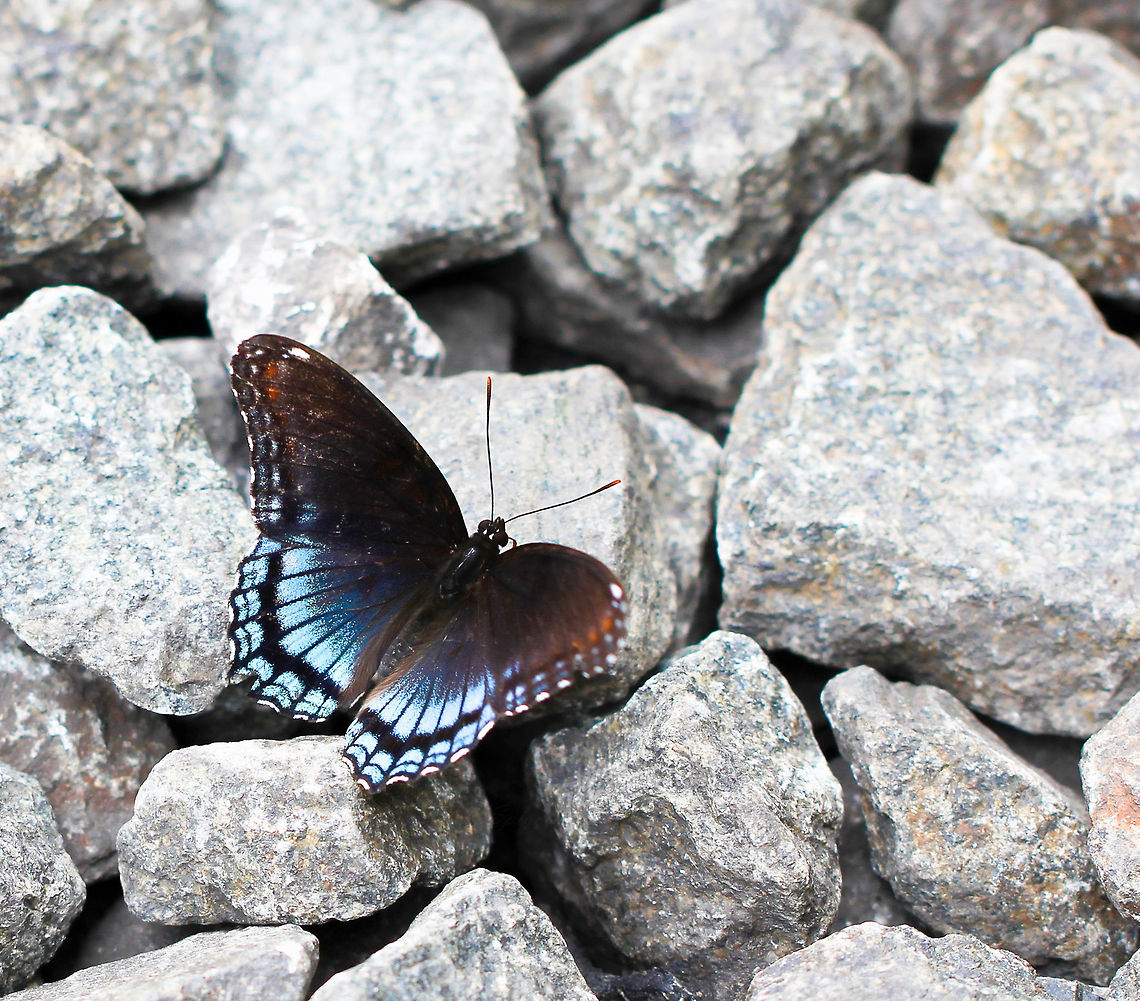 Sapphire and Stone Down by the tracks, a Red-spotted Purple, wingspan 8 cm. A lovely contrast between the soft blue of the delicate butterfly and the hard, crushed stone of the railway ballast.<br />
 Blue,Butterfly,Geotagged,Lepidoptera,Limenitis arthemis,Macro,Nymphalidae,Red-spotted Purple,Summer,USA,United States,White Admiral or Red-spotted Purple,fauna,insect,invertebrate,pennsylvania