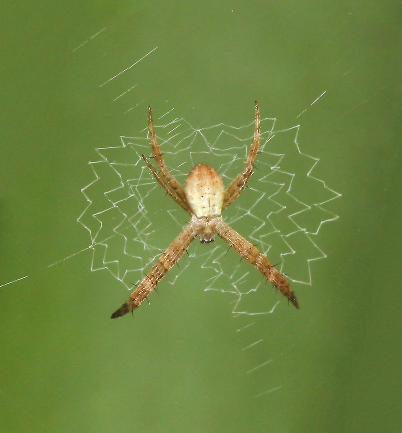 Tiny, but talented Juvenile female Argiope keyserlingi already making quite the impression with its beautiful web designs...so tiny at just a couple of mm in length.<br />
The web decoration seen here (stabilimentum) is a conspicuous silk structure included in the webs of some species of Orb-weaving spiders. Its function is a subject of debate. Araneae,Argiope keyserlingi,Australia,Geotagged,Macro,Spider,St Andrews Cross Spider,Winter,arachnid,fauna,invertebrate,juvenile,new south wales,pattern