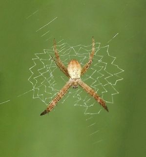 Tiny, but talented Juvenile female Argiope keyserlingi already making quite the impression with its beautiful web designs...so tiny at just a couple of mm in length.
The web decoration seen here (stabilimentum) is a conspicuous silk structure included in the webs of some species of Orb-weaving spiders. Its function is a subject of debate. Araneae,Argiope keyserlingi,Australia,Geotagged,Macro,Spider,St Andrews Cross Spider,Winter,arachnid,fauna,invertebrate,juvenile,new south wales,pattern