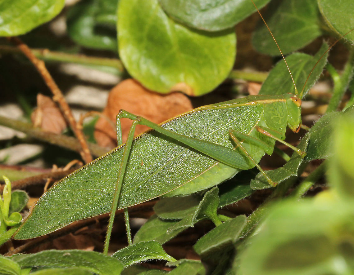 Leaf Katydid September 1st heralded the official beginning of spring...and on that day I found this gorgeous viridescent leaf katydid taking a stroll. Had it not moved, I would have missed it completely due to the colour and form.<br />
<br />
Adults, as seen here, resemble a leaf in shape, texture and colour. The mimicry is so impressive.<br />
<br />
5 cm length Australia,Geotagged,Green,Leaf Katydid,Macro,Orthoptera,Phaneropterinae,Tettigoniidae,Winter,fauna,insect,invertebrate,mimicry