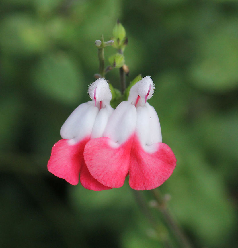 Salvia 'Hot Lips' NB: Not native to Australia where this specimen was seen. Salvia microphylla is a bushy plant, growing to about 100 x 100 cm, with small, ovate, aromatic green leaves. Flowers are borne in loose terminal racemes. Each flower 1 cm.  Australia,Fall,Geotagged,Lamiaceae,Lamiales,Macro,Salvia microphylla,botany,flora,flower,plant,red,red flowers,salvia
