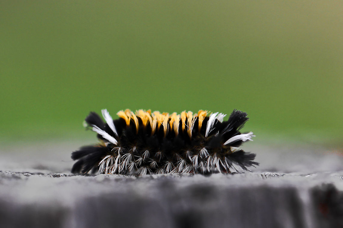 Nature's bristle brush The later instar hairy caterpillars of the milkweed tussock moth look like a cross between a bristle brush and a fuzzy dachshund. Bright colouration aids in deterring potential predators. 20 mm length.<br />
<br />
 Arthropod,Caterpillar,Euchaetes egle,Geotagged,Lepidoptera,Macro,Milkweed Tussock Moth,Summer,USA,United States,fauna,insect,invertebrate,pennsylvania
