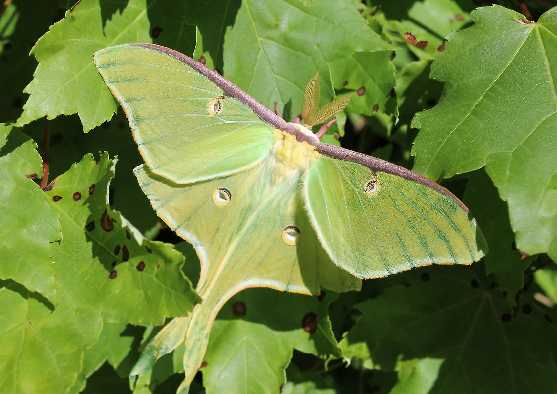 Luna moth With an adult form lasting just one week, I count myself very lucky to have seen two Luna moths on separate trips to Pennsylvania and New Jersey. Both took my breath away with regard size and beauty.<br />
As with all Saturniidae moths, adults lack mouth parts and spend their short time busy with the mating process.<br />
Wingspan 12 cm<br />
 Actias luna,Geotagged,Green,Lepidoptera,Luna Moth,Macro,Moth,Spring,United States,fauna,insect,invertebrate,new jersey,saturniidae
