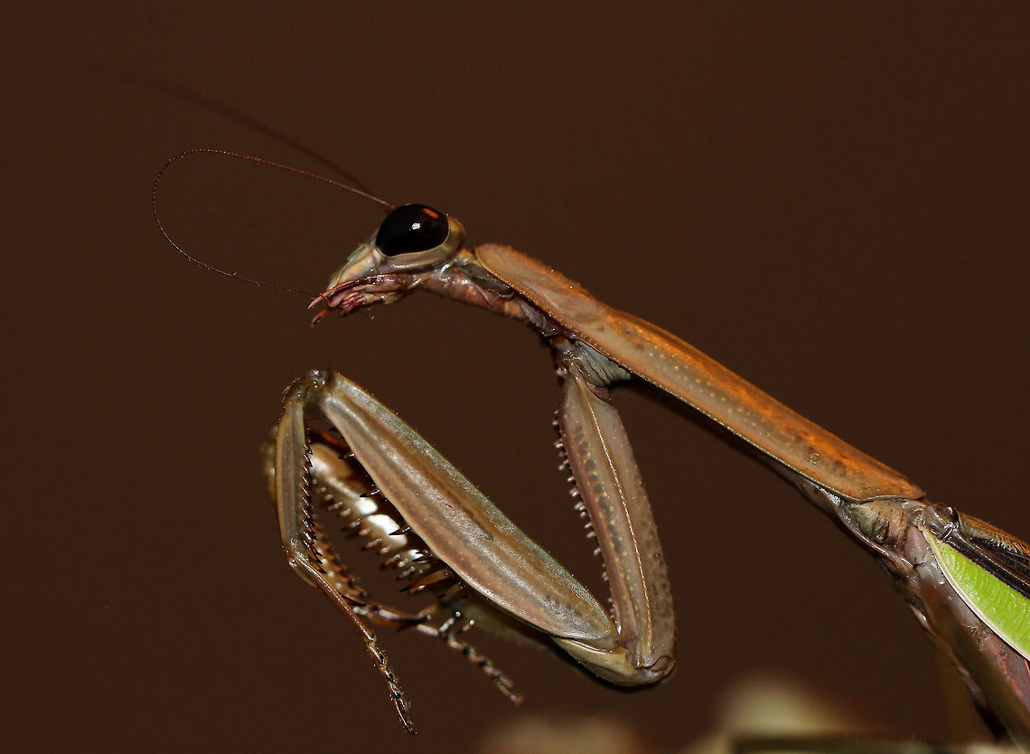 Chinese mantis grooming Native to Asia, introduced to North America in the 1890&#039;s. <br />
Female, seen grooming whilst on Goldenrod plant. 11 cm in length. Chinese Mantis,Chinese mantis,Geotagged,Macro,Mantidae,Mantodea,Summer,Tenodera sinensis,United States,fauna,insect,invertebrate,pennsylvania