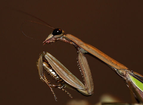 Chinese mantis grooming Native to Asia, introduced to North America in the 1890's. 
Female, seen grooming whilst on Goldenrod plant. 11 cm in length. Chinese Mantis,Chinese mantis,Geotagged,Macro,Mantidae,Mantodea,Summer,Tenodera sinensis,United States,fauna,insect,invertebrate,pennsylvania