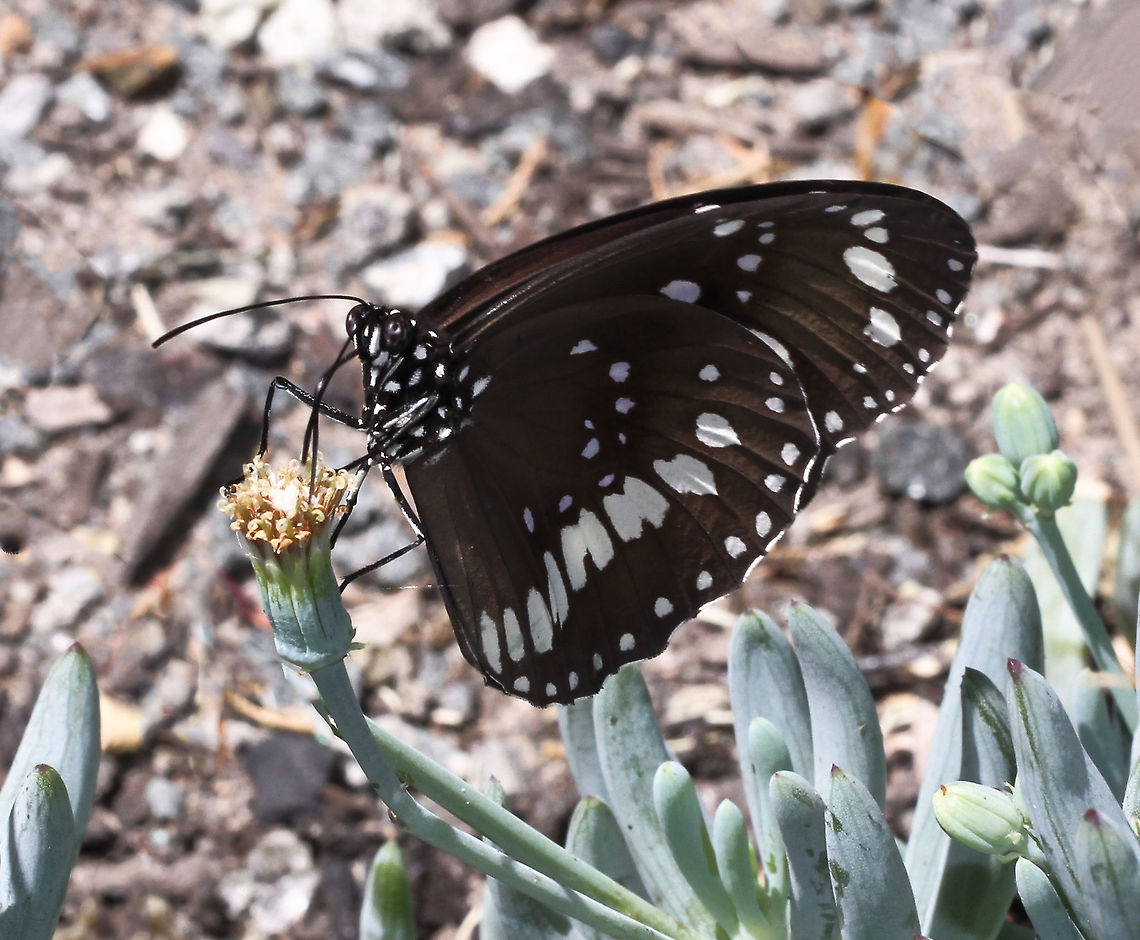 Common Crow Also commonly known as Oleander butterfly. Distasteful to predators due to chemicals extracted from the latex of the food plants consumed in their caterpillar stage. This one seen dipping in to a flower of Senecio serpens. <br />
<br />
Wingspan 8 cm<br />
 Australia,Butterfly,Common Crow,Euploea,Euploea core,Geotagged,Lepidoptera,Macro,Nymphalidae,Oleander butterfly,Summer,insect,invertebrate,new south wales