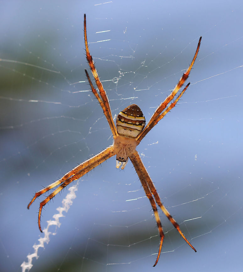 Argiope keyserlingi Commonly known as St.Andrew&#039;s Cross spiders, these beautiful little orb weavers grace the foliage when warmer weather arrives, through summer and in to autumn. Famous for their bright abdominal markings and web decorations called stabilimentum - zig-zag ribbons of silk that form a full or partial cross through the centre of the orb web as seen here. <br />
When threatened (perhaps in an attempt to confuse a predator), the spider responds either by dropping from the web or shaking it so vigorously that both spider and stabilimentum become a blur. <br />
Female, 10 mm body length<br />
<br />
 Araneae,Araneidae,Argiope keyserlingi,Australia,Fall,Fauna,Geotagged,Macro,Spider,St Andrews Cross Spider,arachnid,autumn,markings,orb weaver