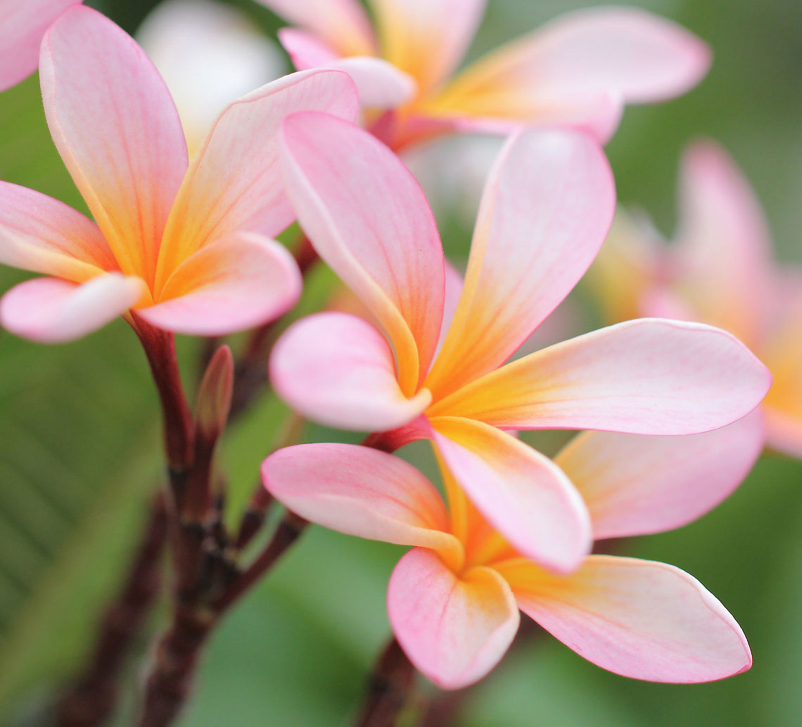 Plumeria rubra 'Candy Rainbow' Commonly known as Frangipani, native to Mexico, Central America, the Caribbean and as far south as Brazil. they do well in warm climates such as here in Australia.  Australia,Flora,Gentianales,Geotagged,Pink,Plumeria,Plumeria rubra,Summer,Tree,botany,flower,frangipani,petals,pink flowers,plant