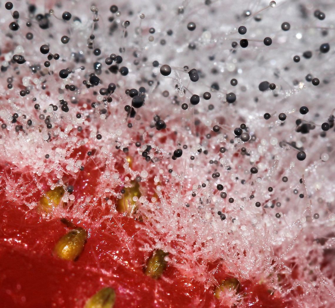 The mold takes hold Growing on a strawberry, pin mold makes for an unusual and dynamic visual seen through the macro lens. <br />
<br />
The black and grey spheres are sporangia which contain the sporangiospores and the white threads are sporangiophores (aerial hypha).<br />
<br />
 Australia,Fungi,Geotagged,Macro,Mucorales,mold,mucor,mucoraceae,pin mold,sporangia,strawberry